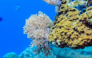 Consumers may be driving change in the sunscreen market as they learn about how chemicals in existing products can damage coral reefs.