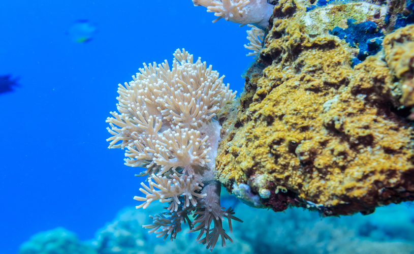 Consumers may be driving change in the sunscreen market as they learn about how chemicals in existing products can damage coral reefs.