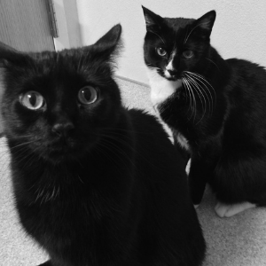 Gizmo & Gadget (Cat & Little Cat)
